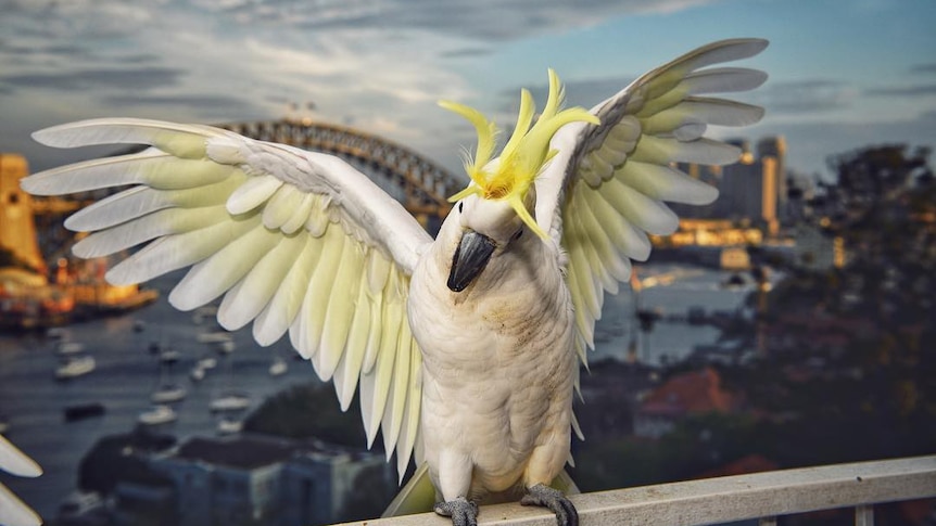 A cockatoo spreads its wings while sitting on a railing, overlooking Sydney Harbour.