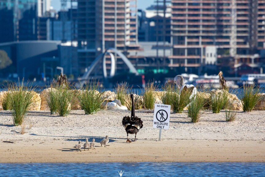 Swans with a no entry sign on bird island 