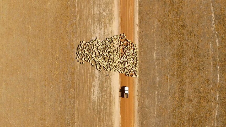 Aerial view of a flock of sheep being mustered for shearing.