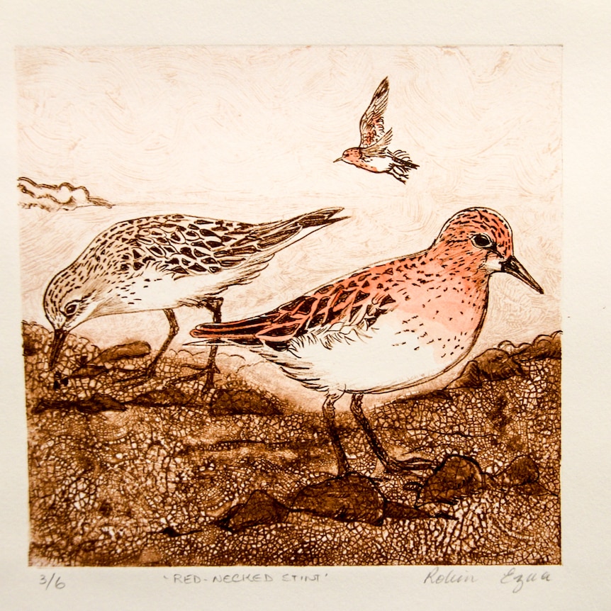 A print of birds - namely red-necked stints