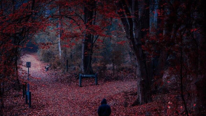 A moody autumn scene at Emerald Lake Park, Victoria.