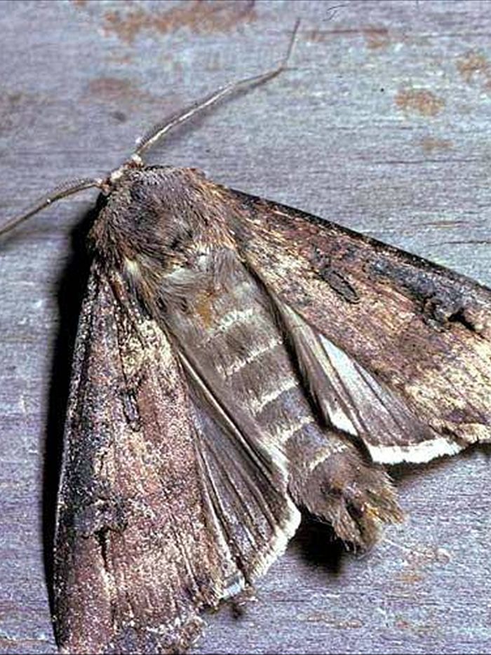 Bogong moth invasion at Parliament House - ABC Radio
