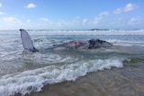 A juvenile whale on its side in the shallows on a beach