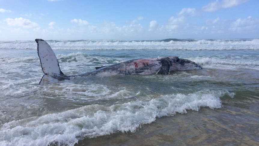 A juvenile whale on its side in the shallows on a beach