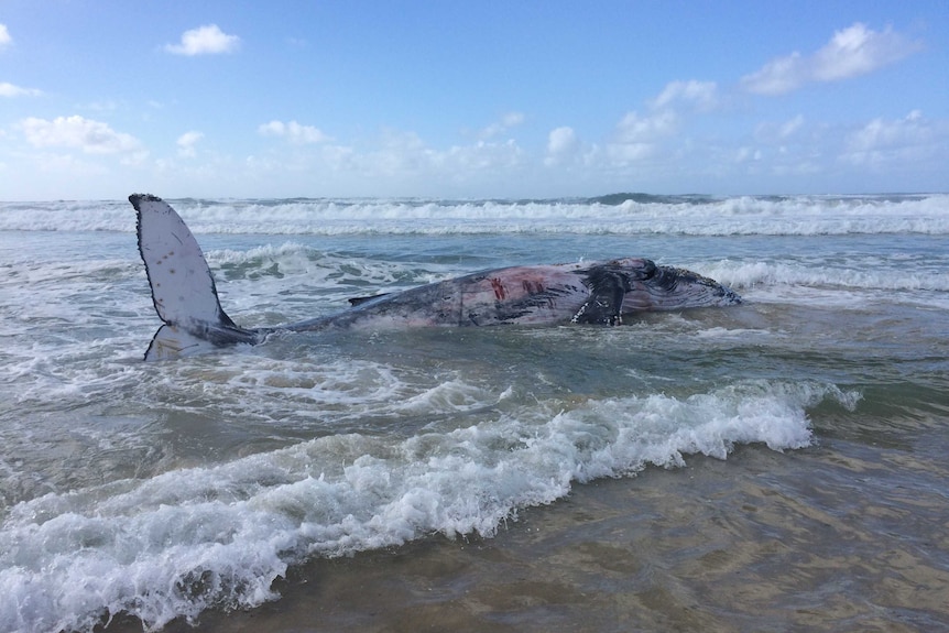 A juvenile whale on its side in the shallows on a beach