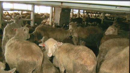 Sheep on board live export vessel