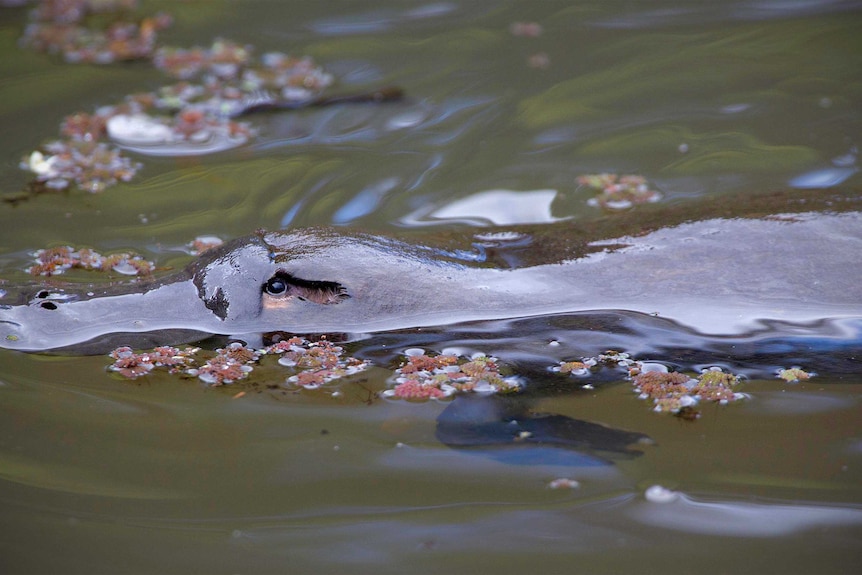 People are urged to report platypus sightings to Waterwatch.