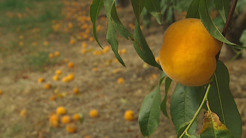 Peaches under fruit fly threat