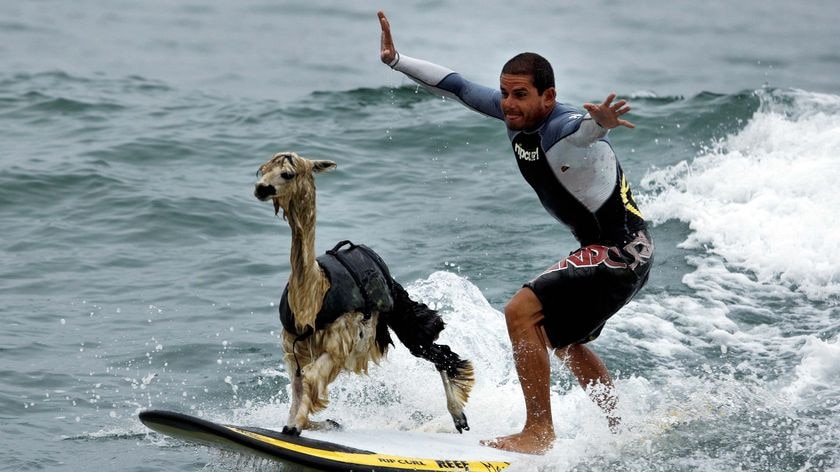 Peruvian surfer Domingo Pianezzi rides a wave with his alpaca