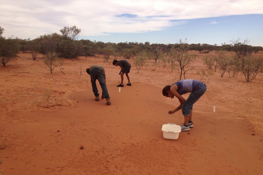 Three people pick things up from the red sandy ground.