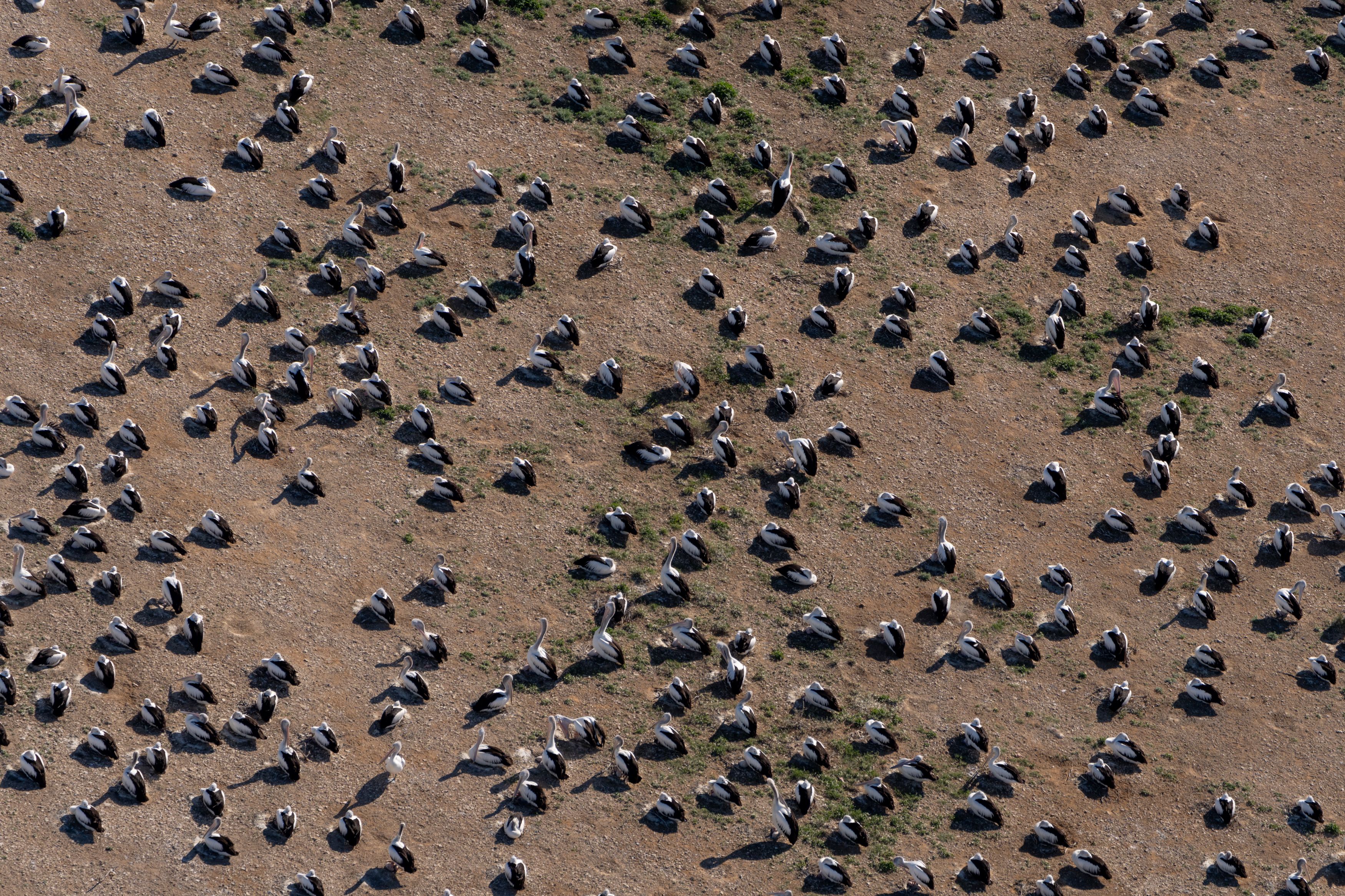 Hundreds of pelicans sitting down on flat, brown ground 