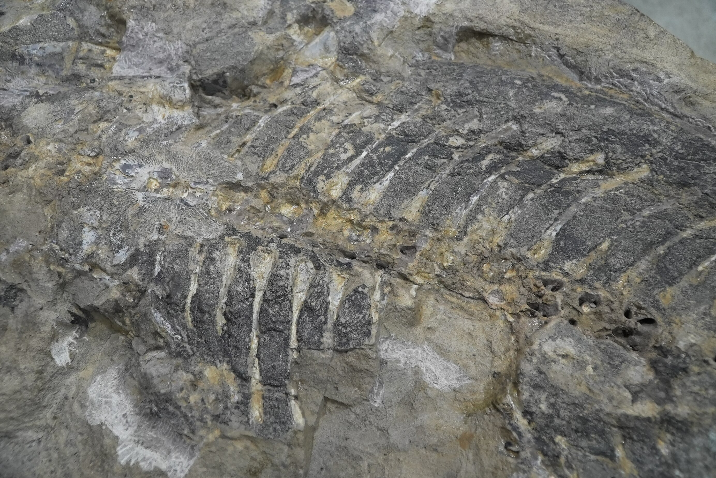 Ancient giant fish bones fossil embedded inside a rock
