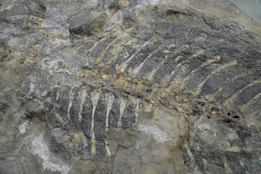 Ancient giant fish bones fossil embedded inside a rock