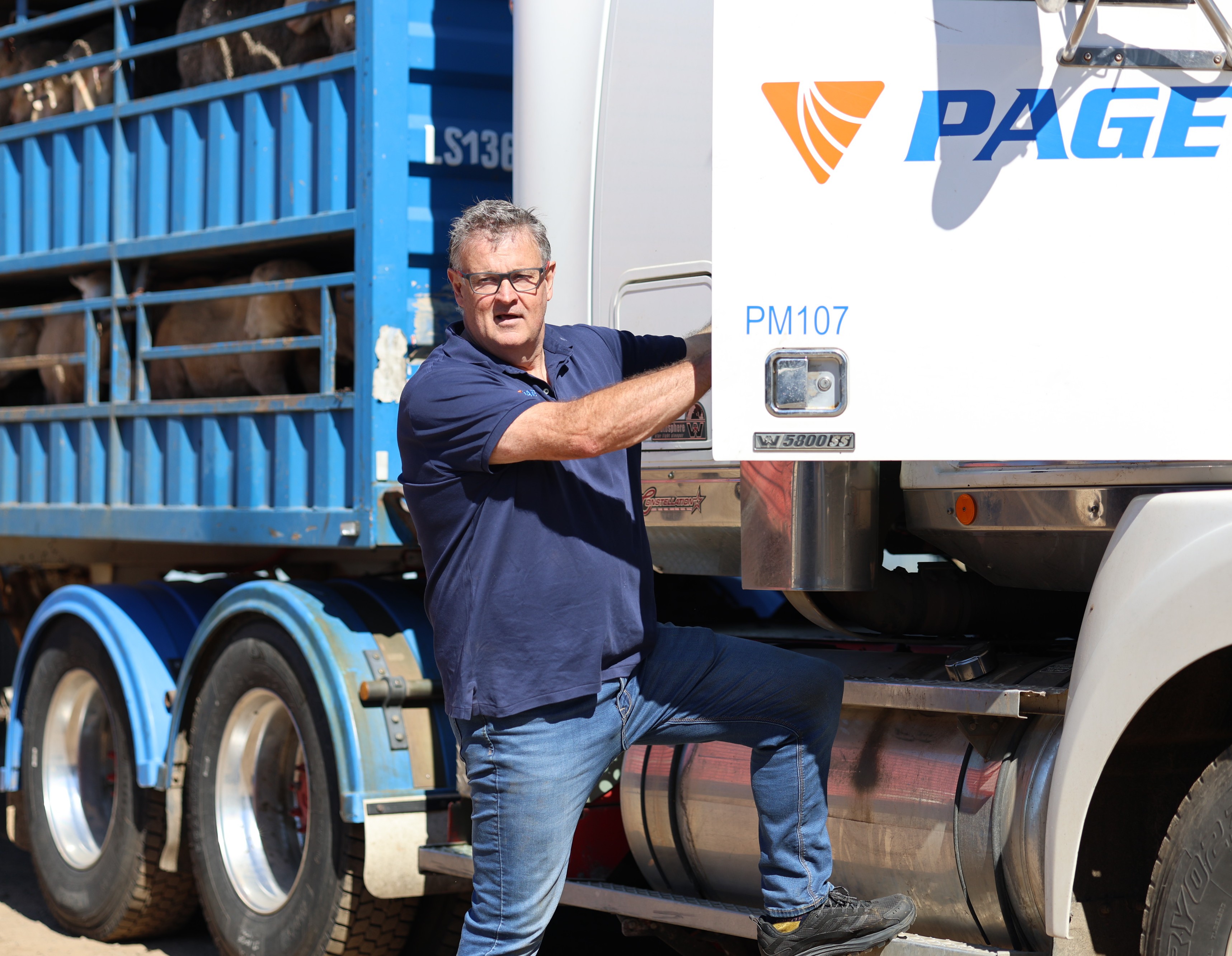 Un hombre sube a la cabina de un camión de ganado