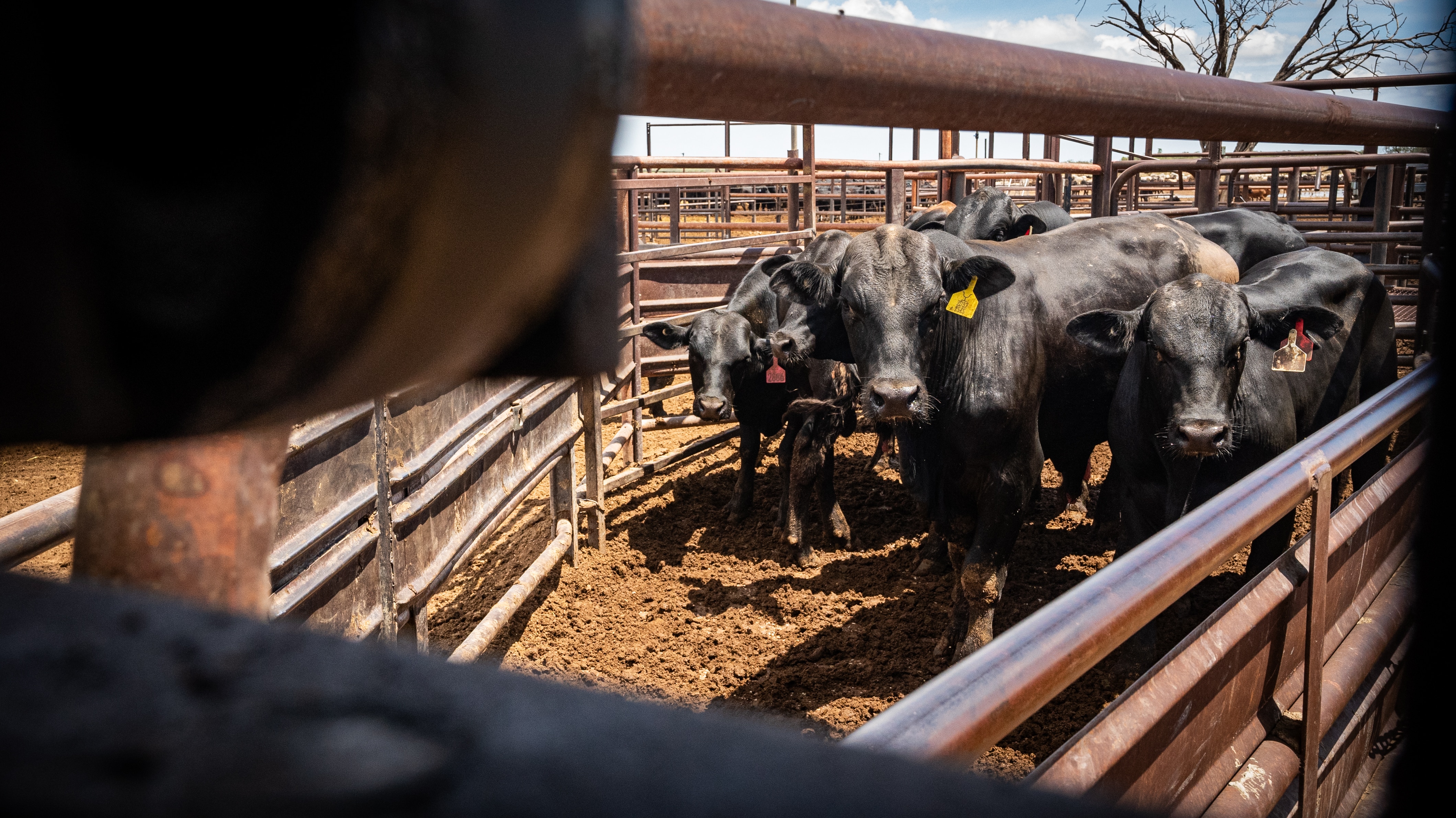 cattle in the yards