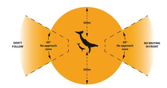 Recommended distance from calves