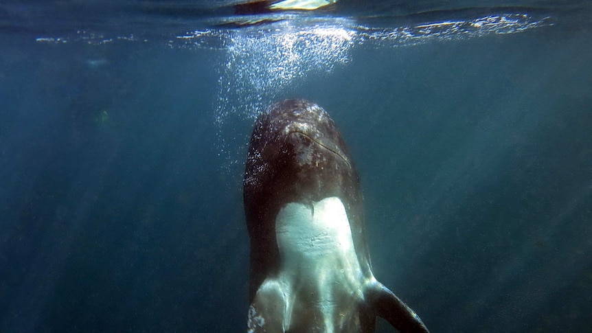 A pilot whale surfaces in the waters off the Faroe Islands.