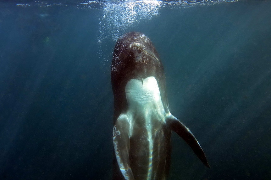 A pilot whale surfaces in the waters off the Faroe Islands.