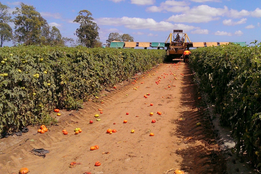 tomatoes on the ground between rows