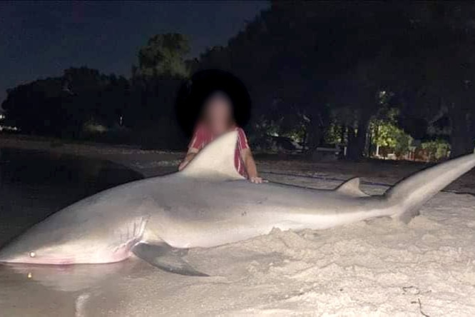 A man in a red striped shirt kneeling next to a shark