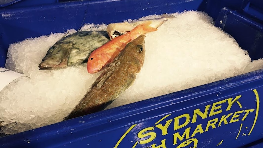 A bucket filled with ice and fish caught off the coast of East Gippsland, Victoria.