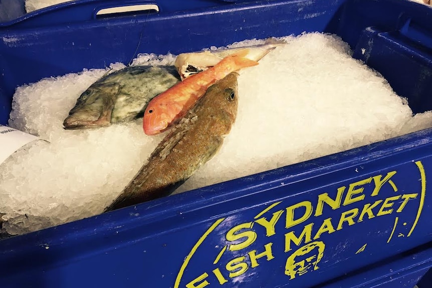 A bucket filled with ice and fish caught off the coast of East Gippsland, Victoria.