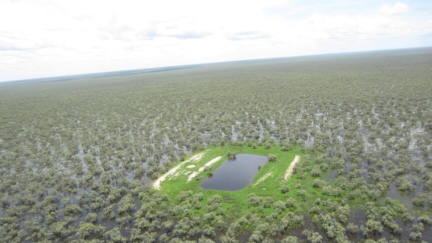 Aerial view of water over the black soil plains of Hayfield Station, Northern Territory