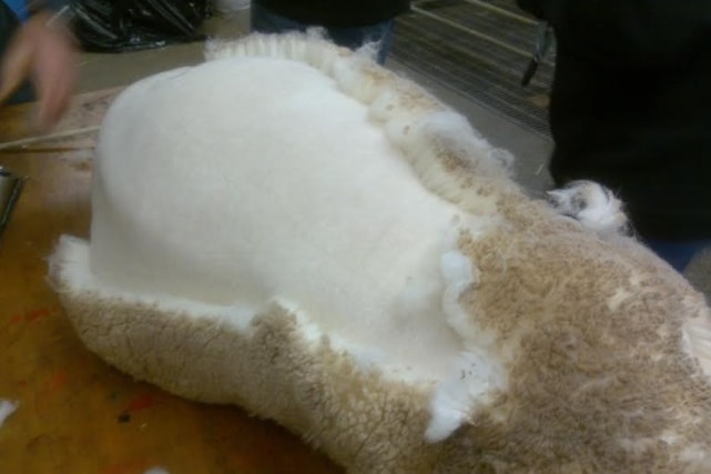 A close up of fleece on sheep, the top is brown, underneath it is clean, white.
