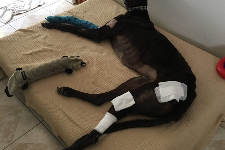 A greyhound lies on its sound, showing several bandages on its legs. 