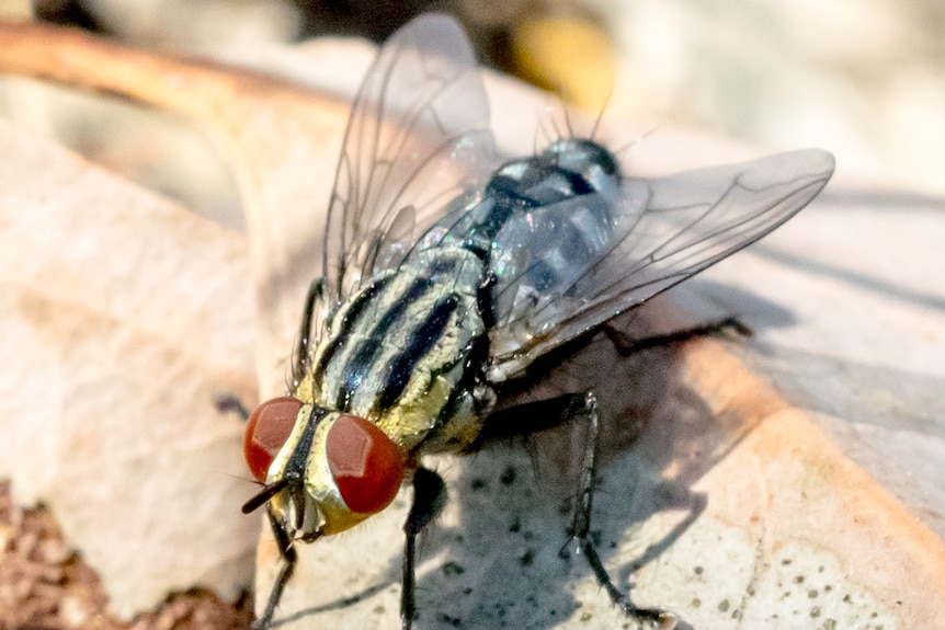 A large 20mm fly with black and grey stripes, and tan eyes. 