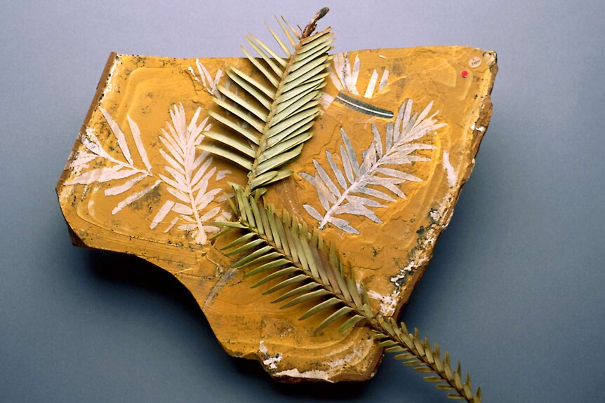 Wollemi pine stems on top of a fossilised imprint of the plant.