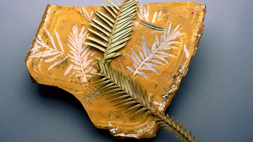 Wollemi pine stems on top of a fossilised imprint of the plant.