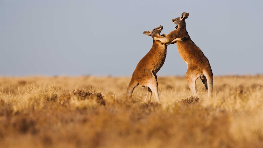 Two male red kangaroos