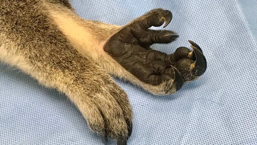 The paw of a koala on an operating table.