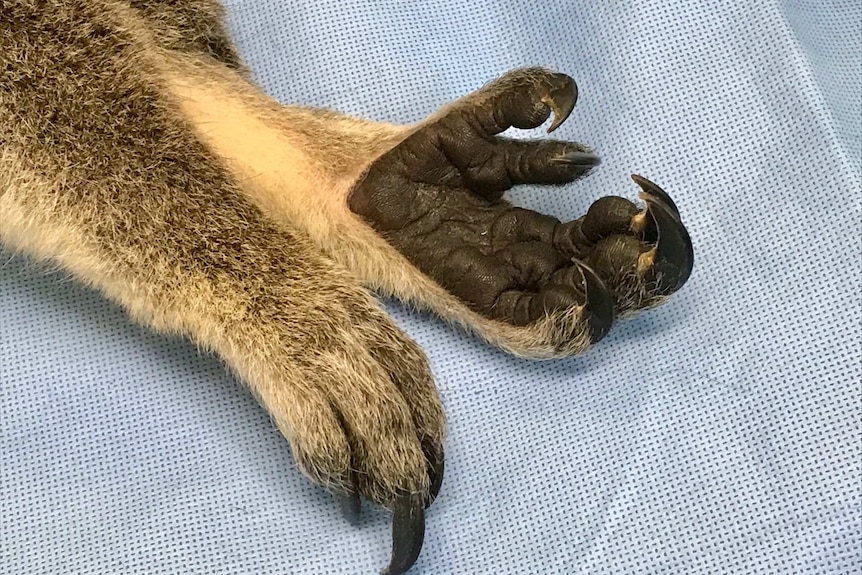 The paw of a koala on an operating table.