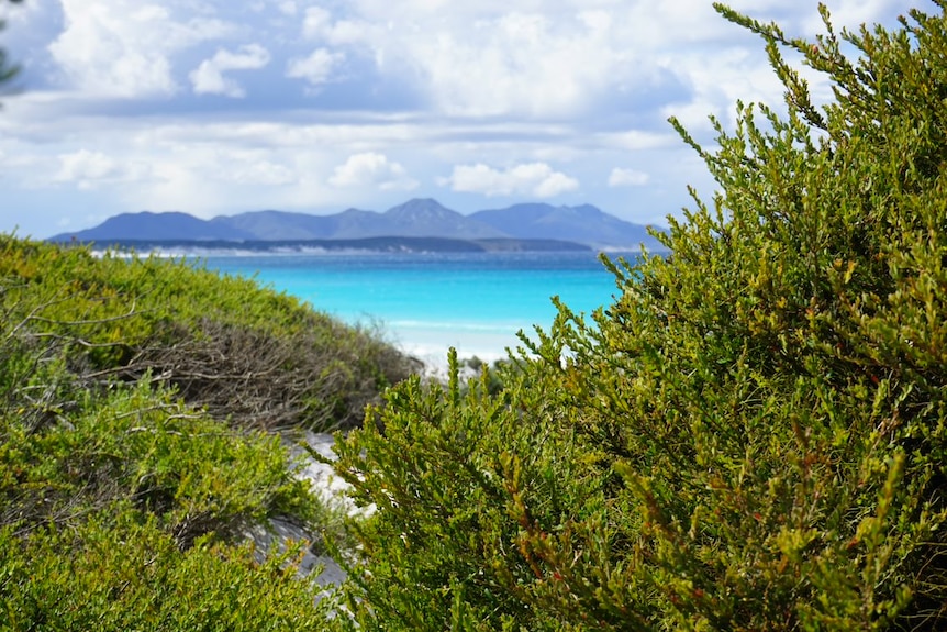 a pristine beach behind a green bush