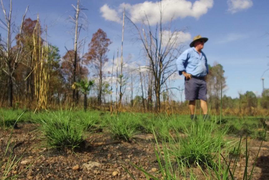 Vince Collins stands among cypress trees.