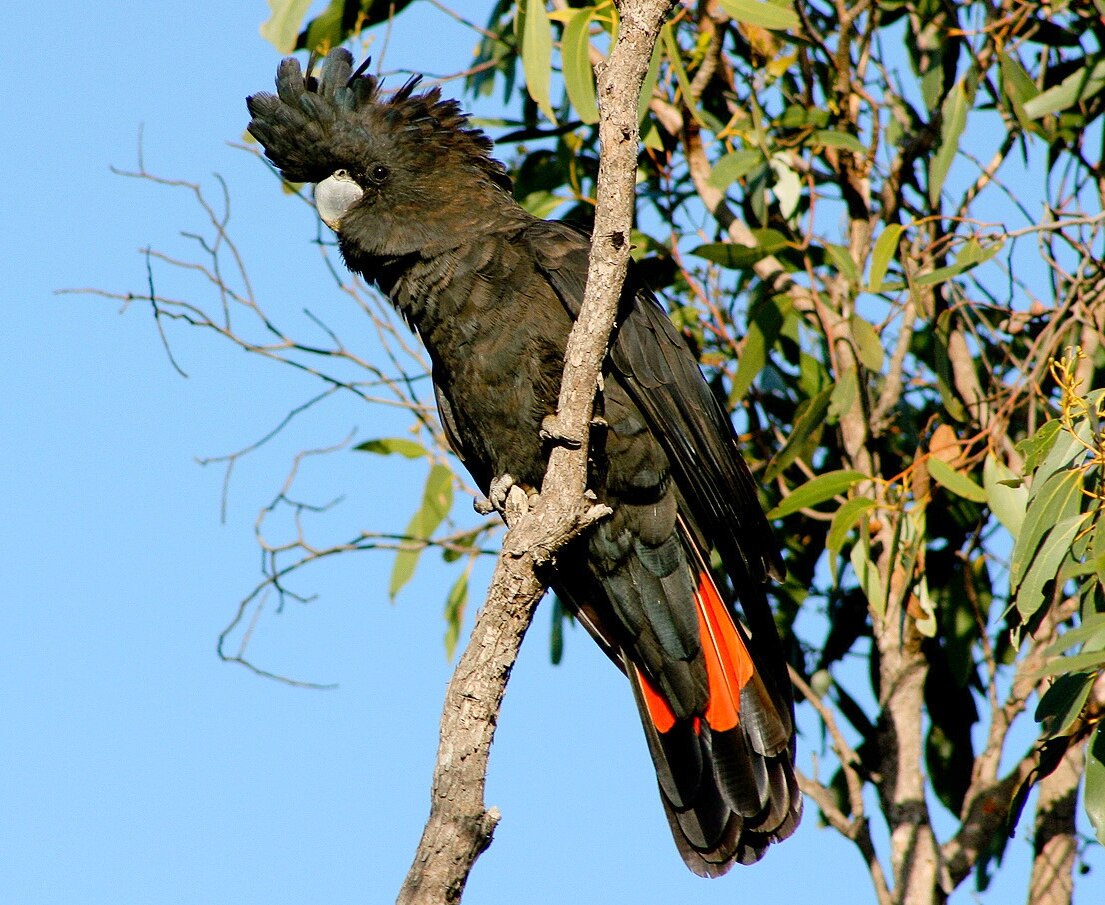 A black bird with red tail feathers sits on a branch with leaves and sky behind it