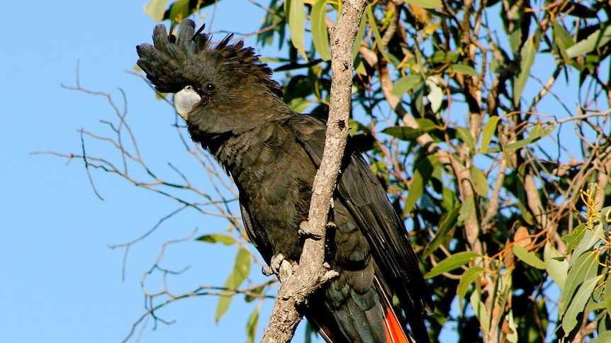 A black bird with red tail feathers sits on a branch with leaves and sky behind it