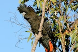 A black bird with red tail feathers sits on a branch with leaves and sky behind it