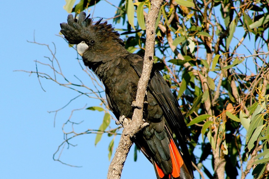 A black bird with red tail feathers sits on a branch with leaves and sky behind it