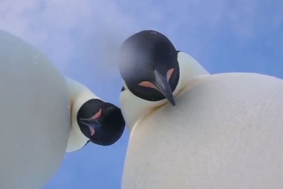 Curious Emperor penguins check out a knocked over camera.