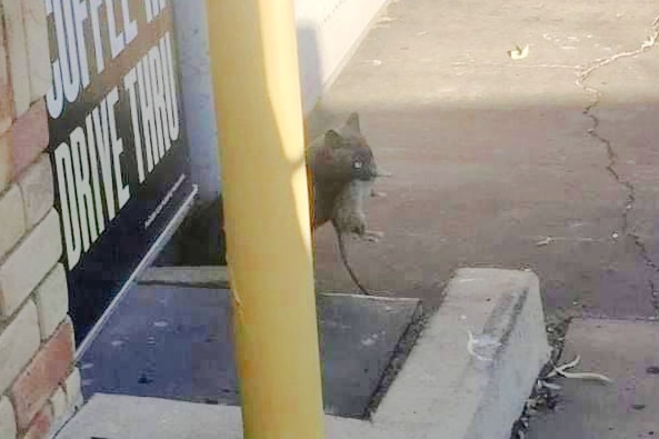 a cat holding a rat in its mouth