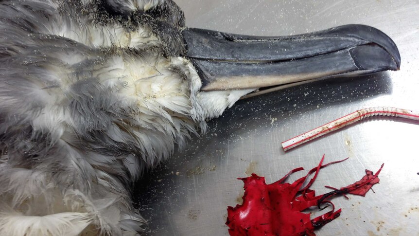Close up of a dead albatross with red balloon by its side.
