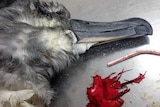 Close up of a dead albatross with red balloon by its side.