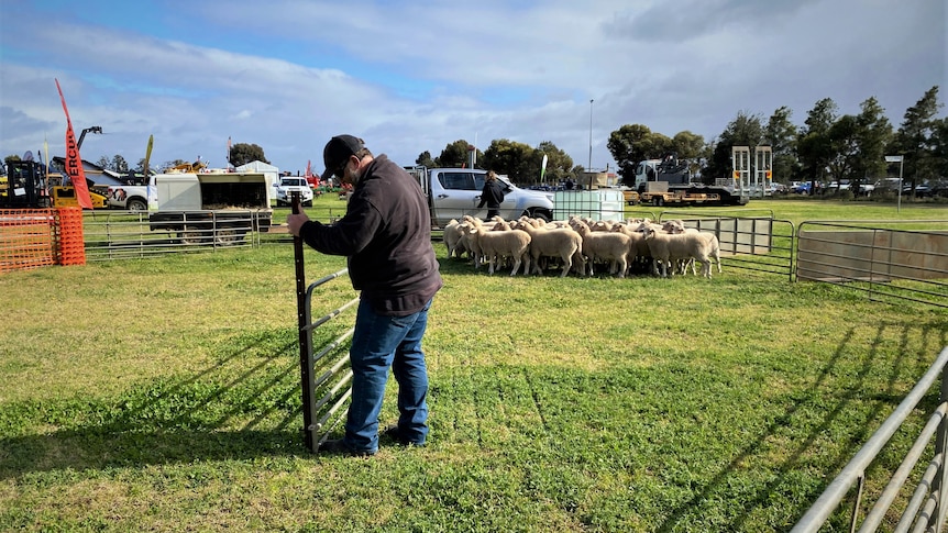 A man opening a gate for sheep, the grass is green and the sky is blue.