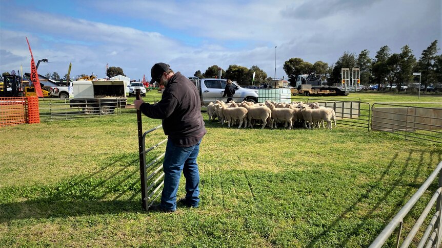 A man opening a gate for sheep, the grass is green and the sky is blue.