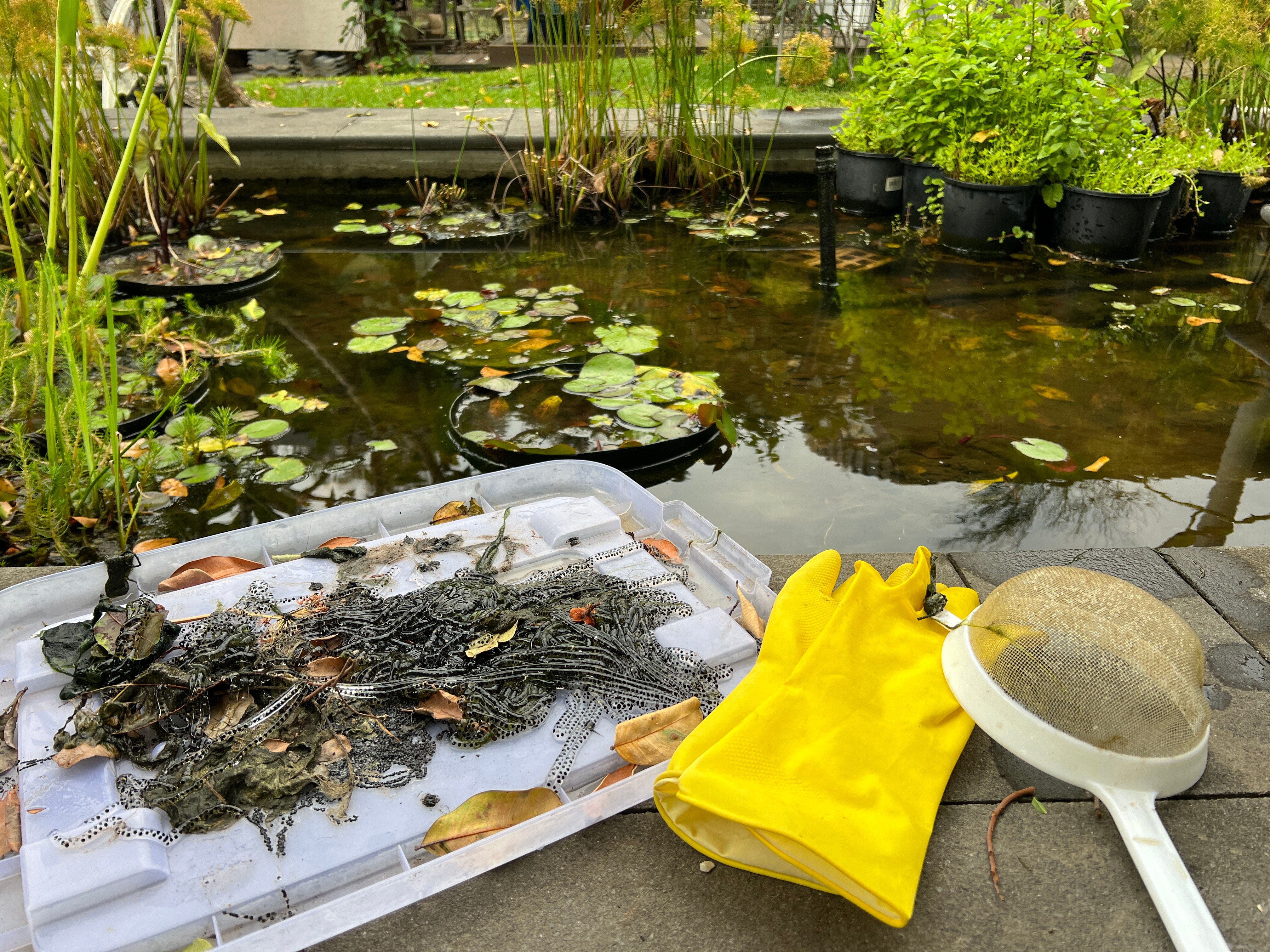 A lump of cane toad eggs sits by a pond with a sieve and gloves. 