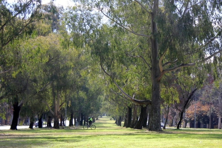 Northbourne Avenue light rail corridor