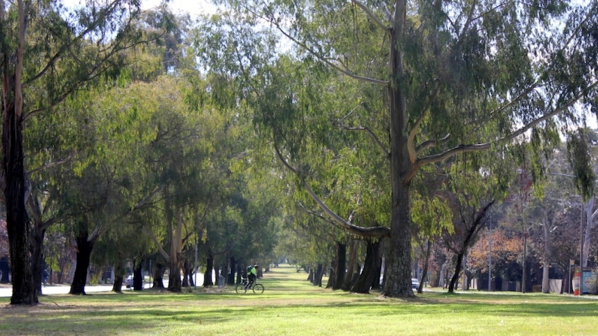 Northbourne Avenue corridor